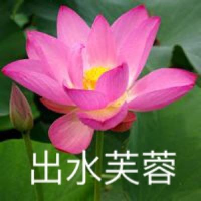 熊猫玩梦幻之翼手游下载